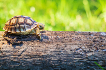 The turtle Sukata walks on a fallen tree.