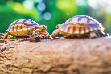 Two Sukata turtles in the forest
