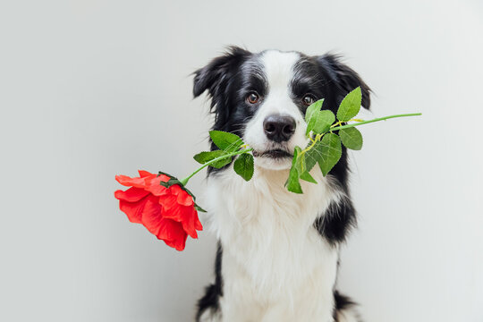 St. Valentine's Day concept. Funny portrait cute puppy dog border collie holding red rose flower in mouth isolated on white background. Lovely dog in love on valentines day gives gift.