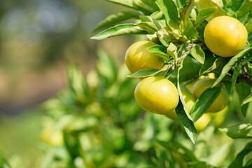 satsuma orange fruit that began to ripe, on the branch