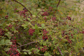 blackberry branches with manny red and black fruits. Rubus plicatus unripe on cloudy day