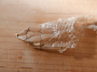 closeup of a scaled skin of a molting head of a snake, Malpolon monspessulanus, Montpellier snake. Macro of the molt.