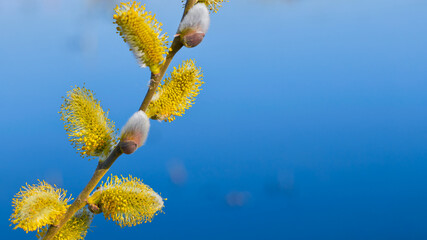 Yellow flowering pussy willow branches against the background of blue water with copy space