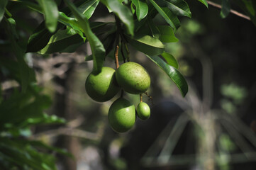 Natural freshness pong pong seed at the tree in King Rama 9 Park in Bangkok Thailand 