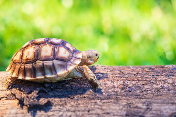 The turtle Sukata walks on a fallen tree.