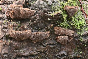 Gloiodon strigosus, a tooth fungus from Finland with no common english name