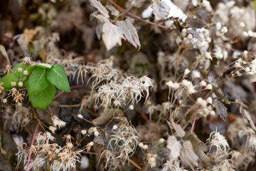 Large horizontal photo. Winter time. Dried leaves with fluffy bots in the snow. Beautiful leaves...