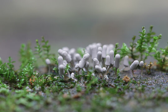 Arcyria cinerea, slime mold of the family Arcyriaceae from Finland with no common english name