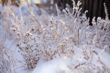 Large horizontal photo. Winter time. Winter landscape. Russia. Dry grass over snow. Snow on dried branches and flower buds.