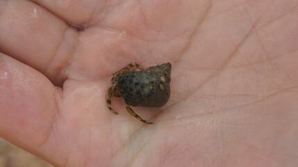Marine life, hermit crab in the hands