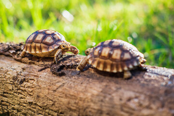 Two Sukata turtles in the forest