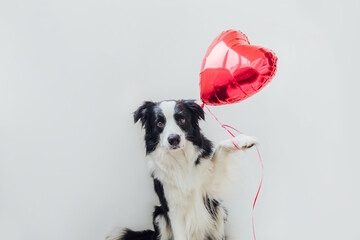 St. Valentine's Day concept. Funny portrait cute puppy dog border collie holding red heart balloon in paw isolated on white background. Lovely dog in love on valentines day gives gift.