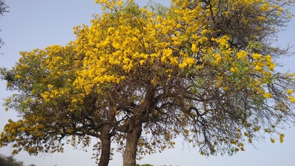 TREE , YELLOW LEAVES