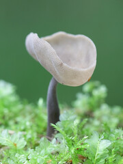 Helvella macropus, also called Helvella bulbosa, commonly known as Felt saddle fungus, wild mushroom from Finland © Henri Koskinen