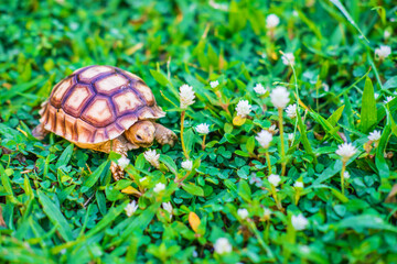 The Suzuka turtle is walking on the grass.