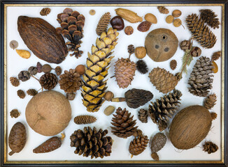 Cones of spruce, pine, cedar, cypress, larch, plane tree and others with coconut and cocoa on a white background.