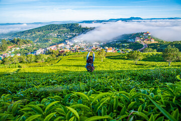 The morning at Cau Dat tea farm at Lam Dong province. This is one of the famous tourist attraction at Da Lat, Viet Nam.
