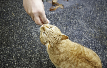 Stray cats eating on the street