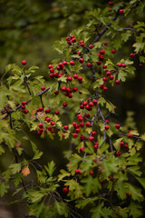 shrub of crataegus monogyna. hawthorn during ripening. natural medicinal plant