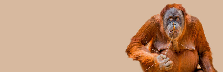 Banner with portrait of funny and cute colorful Asian orangutan at solid background with copy space, adult, female. Concept of conservation and protection of endangered animals and biodiversity. © neurobite
