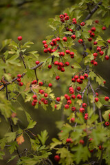shrub of crataegus monogyna. hawthorn during ripening. natural medicinal plant