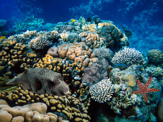 Underwater landscape with coral formations and tropical fish, Red Sea, Egypt