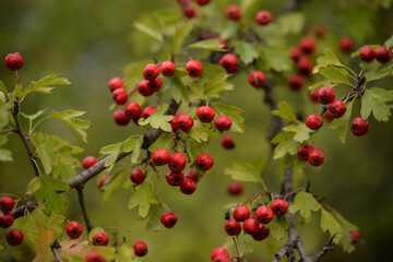 shrub of crataegus monogyna. hawthorn during ripening. natural medicinal plant