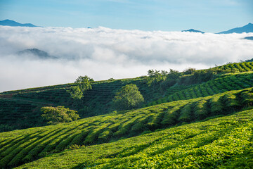 Many houses in in the mist in the morning. Early morning fog and mist burns off over large houses nestled in green rolling hills