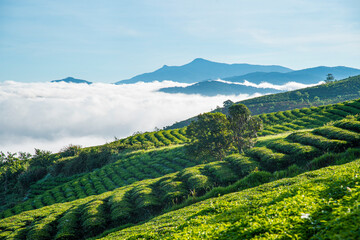 Many houses in in the mist in the morning. Early morning fog and mist burns off over large houses nestled in green rolling hills