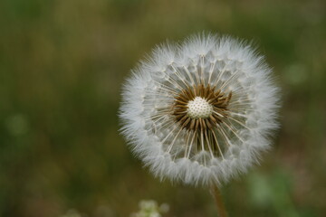 dandelion on a green background