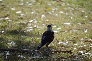 Magpie on the ground