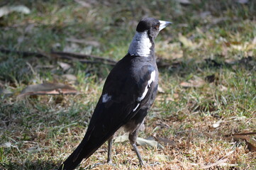 Magpie on the ground