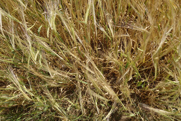 Agricultural filed bacground.
