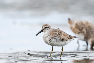 コオバシギ(red knot)