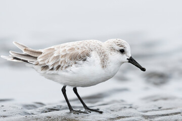 Obraz premium ミユビシギ冬羽(Sanderling)
