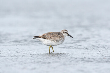 コオバシギ(Red Knot)