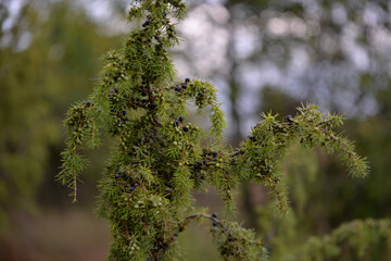 juniper bush with drops of water shining in the sun. natural medicinal plant juniperus communis