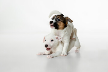 Little young dogs posing. Cute playful brown white doggies or pets playing on white studio background. Concept of motion, action, movement, pets love. Looks delighted, funny. Copyspace for ad.