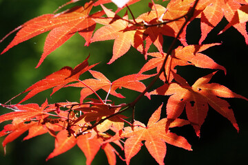 Greeting card. Orange leaves