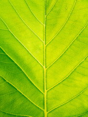 Fototapeta na wymiar Pattern of Jack Fruit Leaf