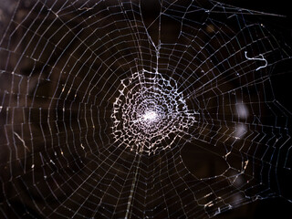 Spider Web Reflection in The Dark