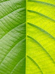 Pattern of Elephant Climber Leaf