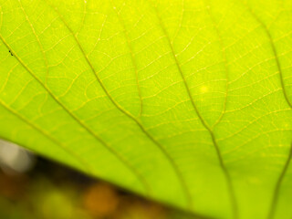 Fototapeta na wymiar Abstract of Elephant Climber Leaf