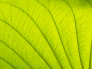 Fototapeta na wymiar Pattern of Elephant Climber Leaf
