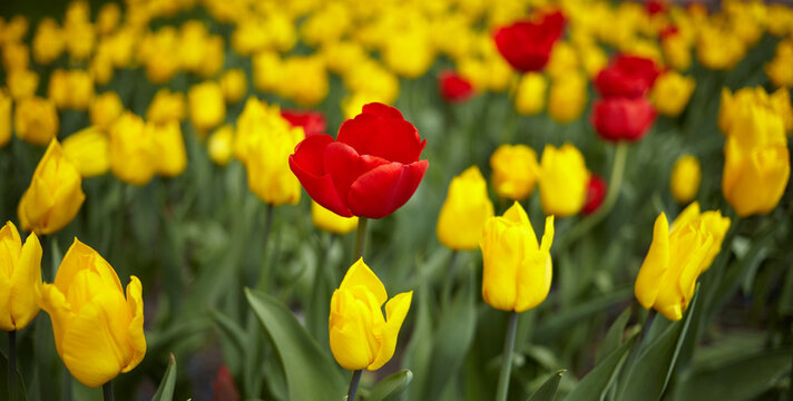 A bright red tulip grows in a flowerbed against a background of yellow tulips on a summer sunny day. Selective focus, banner, blur background.