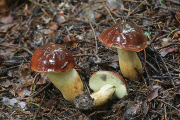 Imleria badia, known as the bay bolete, wild mushroom from Finland