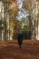 Woman hiking in deciduous autumn forest. Rear view.