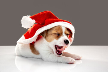 Little young dog with Christmas cap greeting New Year 2021. Cute playful brown white doggy or pet on gray studio background. Concept of holidays, pets love, celebrating. Looks funny. Copyspace.