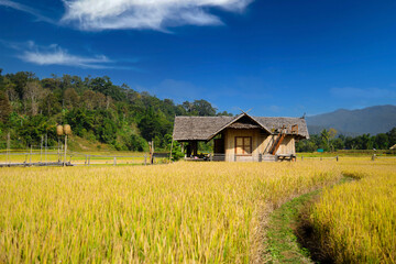 Homestay in the forest House made of bamboo at Chiang Dao chiangmai  thailand.