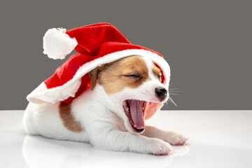 Little young dog with Christmas cap greeting New Year 2021. Cute playful brown white doggy or pet on gray studio background. Concept of holidays, pets love, celebrating. Looks funny. Copyspace.